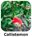 Callistemon